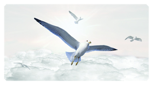 DSC700 101 WT Journey Home Clouds Birds White